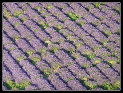 Gros plan sur les lavandes en fleurs