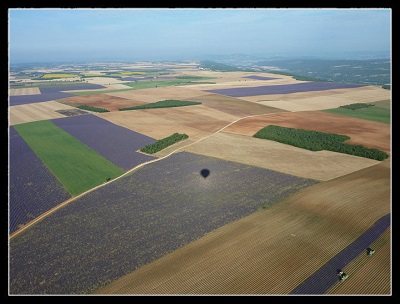 Vue panoramique sur les champs de lavandes