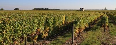 Vignes Valençay à l'atterrissage Art Montgolfières